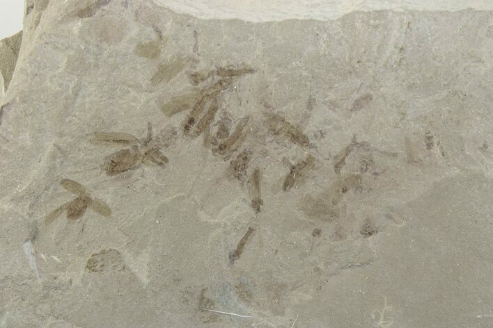 Fossil Insect (Crane Flies, Crickets, & Beetle) Plate - Utah #377101